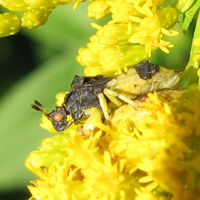 Phymatidae: Punaise embusqu&eacute;e